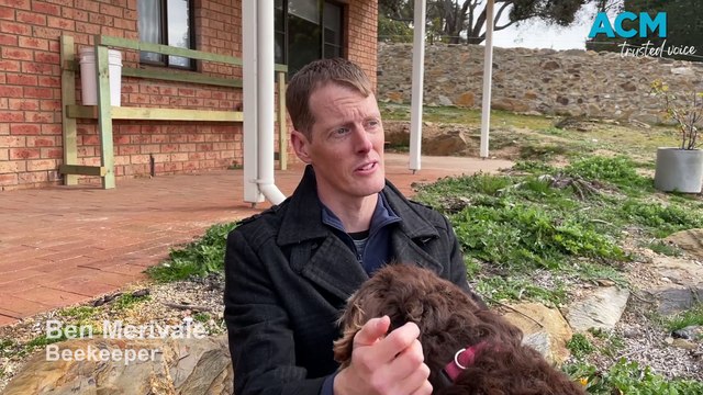 Beekeepers prepare for Varroa mite in the ACT region