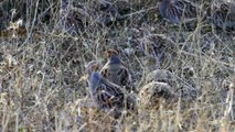 The Grey Partridge: Close Up HD Footage (Perdix perdix)