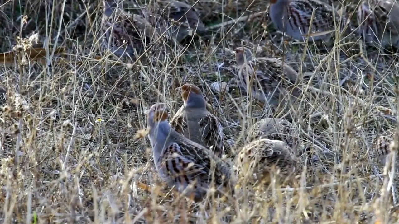 The Grey Partridge: Close Up HD Footage (Perdix perdix)