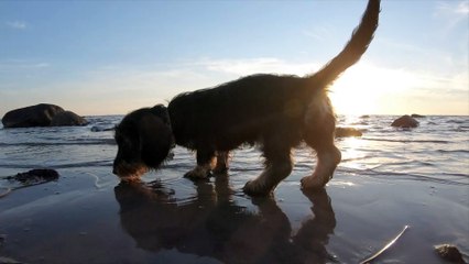 Kitna Pyara doggy hai