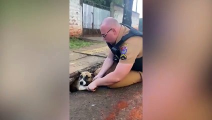 Download Video: Cachorro que estava preso em bueiro é salvo por policial militar em Foz do Iguaçu; veja vídeo