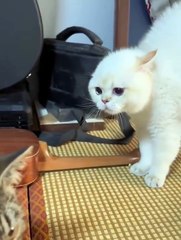 Bully_Cat_video_compilations_#cat_#cute_#funnycats_#catvideos_#catlovers_#funny_#funnyvideos_#funnymoments_#viralvideos_#virals_#fypシ_
