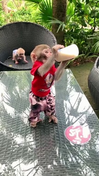 Funny monkey