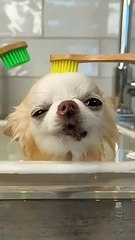_blackpink _blink _fyp _keşfet _lisa _rose _viral _fypシ  _jennie _jisoo _itzy _midzy _stay(360P)