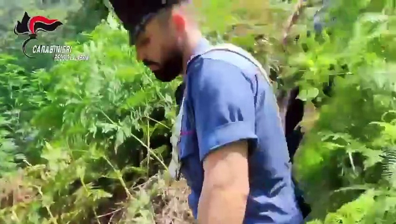 Ennesima piantagione di marijuana nel Reggino: 2500 piante per produrre 70mila dosi