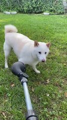 Shiba Inu Dog Barks to Play with Water