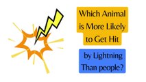 ️ Shocking Fact: Which Animal is More Likely to Get Hit by Lightning than People? ️