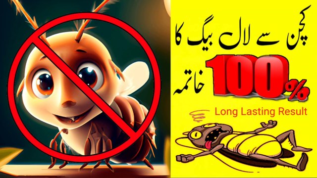 Cockroach Ko Khatam Karne Ka Tarika | Lal Baig Khatam Karne Ka Tarika | Cockroach Marne Ki Dawa |