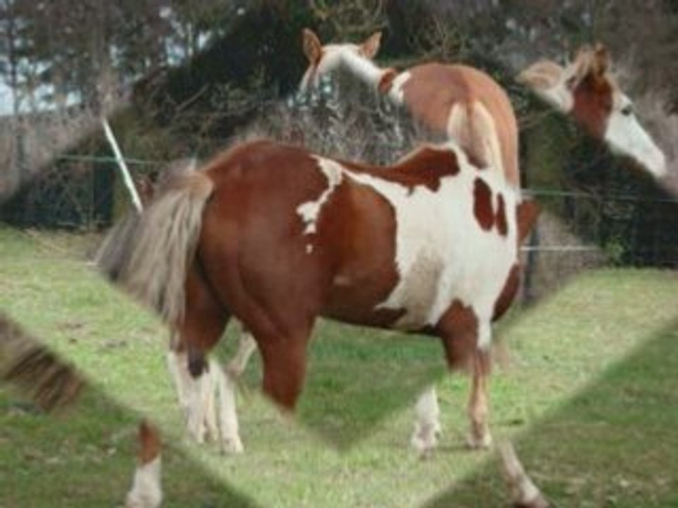 Defoulage magnum et twix