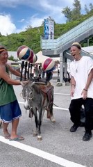 Donkey with Several Spinning Balls on Its Back Amuses Onlookers