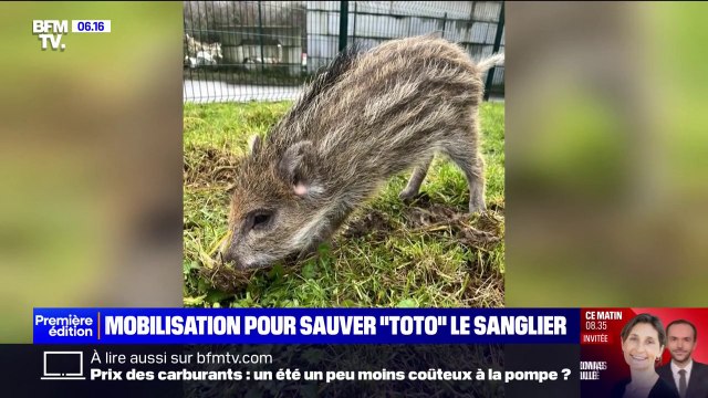 Pas-de-Calais: le sanglier Toto, recueilli par une famille, va-t-il échapper à l'euthanasie?
