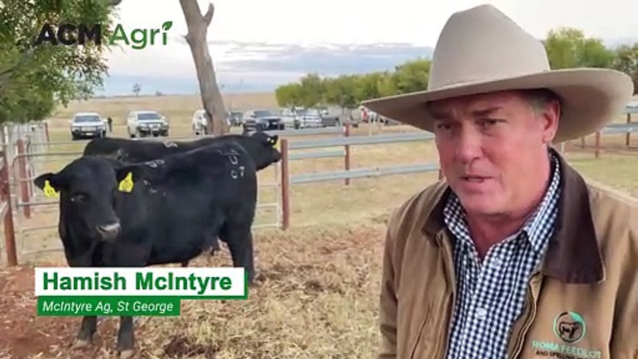 Bull sells for six figures at Texas Angus bull...