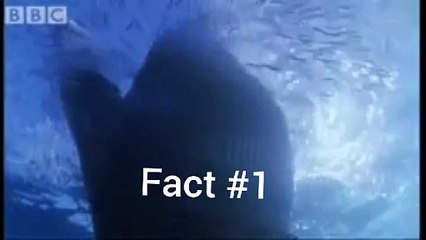 Fact about blue whale in Urdu / Hindi | blue whale | fun fact video | science fact