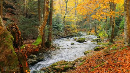Soothing Waterfall Sounds for Better Sleep 🌊