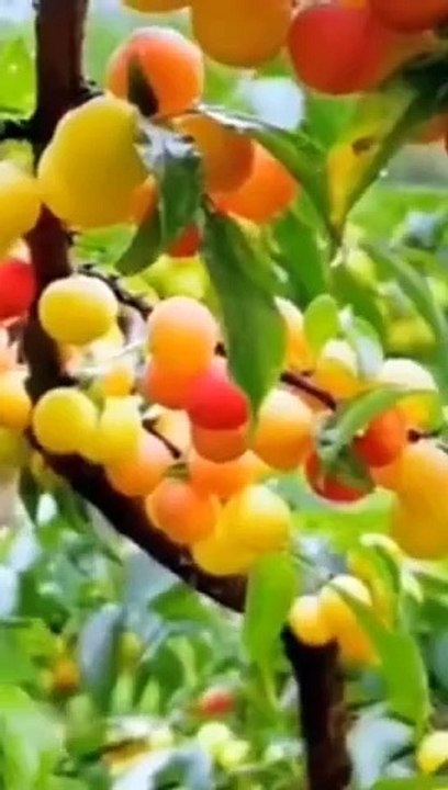 Fruit lover, SubhanAllah