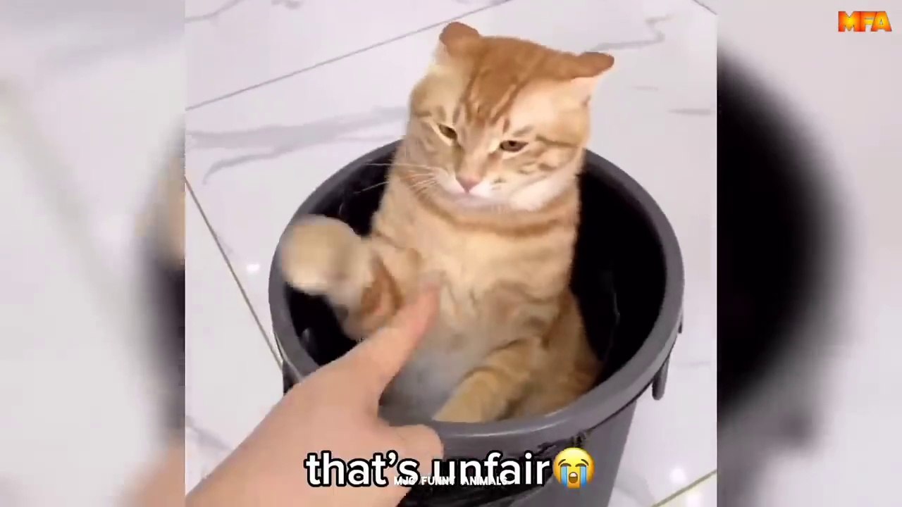 Best Funny Animals Videos part 6