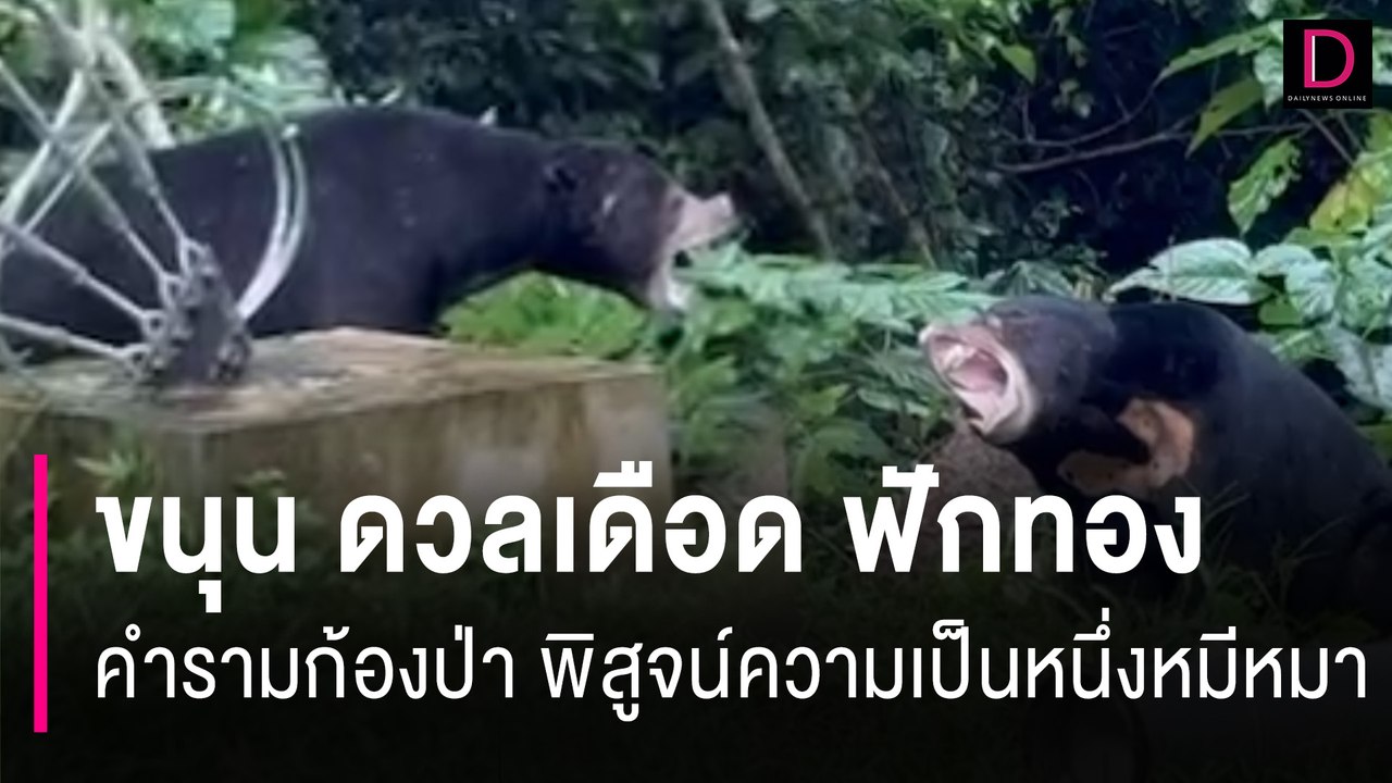 ขนุน ดวลเดือด ฟักทอง คำรามก้องป่า พิสูจน์ความเป็นหนึ่งหมีหมา | HOTSHOT เดลินิวส์ 26/07/67