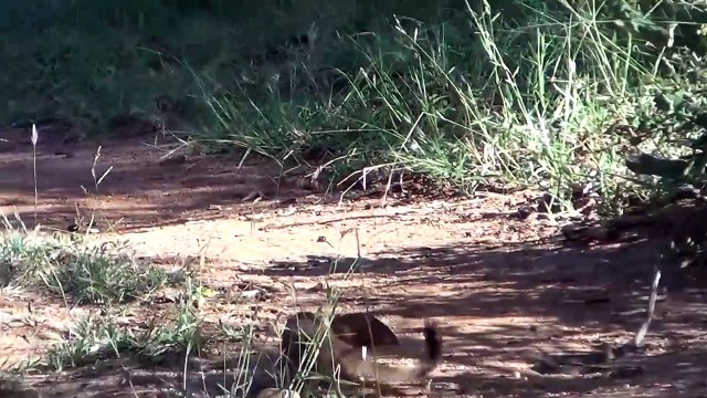 Slender mongoose kills black mamba - FULL VIDEO