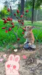 Rabbit and turtle