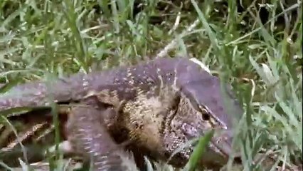 Mongoose_ The Story Of An Unlikely Predator _ Our World