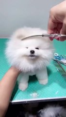 Animal Vadio