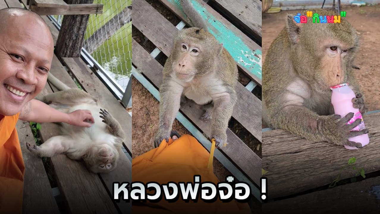 ลิงจ๋ออ้วนจ้ำม่ำ กิน นอน สบาย มีพระดูแลอย่างดี ชาวเน็ตอึ้ง น้องเชื่องมาก