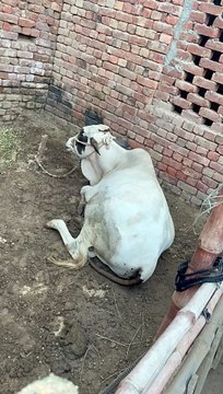 #trending #viral #usa #shortvideo #viralvideos #animals #petslife #paris2024 #olympics