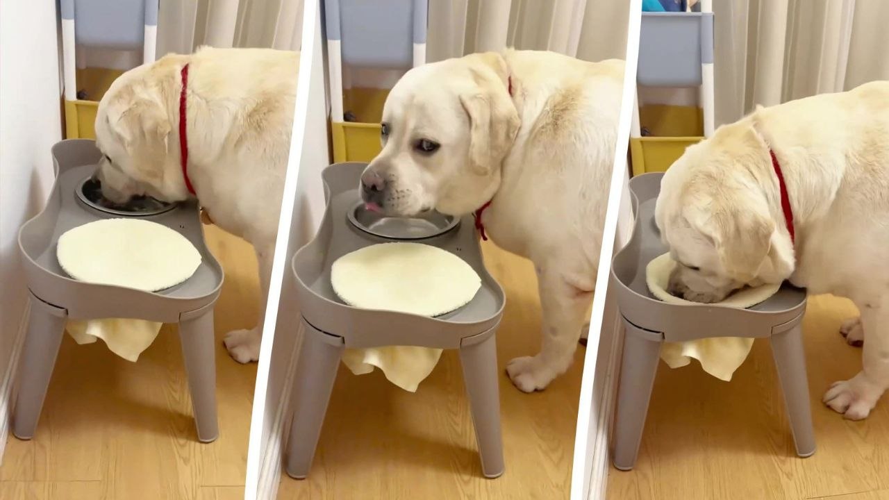 Gut erzogener Welpe wischt sich nach dem Trinken von Wasser immer das Maul ab