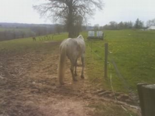 Treuil dressage du 16 Avril