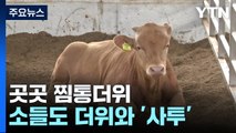 '찜통더위'에 동물도 '헉헉'...폭포 아래서는 휴식 / YTN