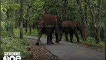 കൊല്ലം കുളത്തൂപ്പുഴയിൽ ജനവാസമേഖലയിൽ കാട്ടാന; സ്ഥിരം സംഭമെന്ന് നാട്ടുകാർ