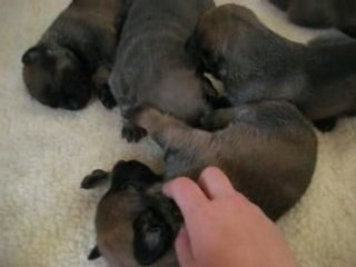 Chiots d'Athéna et de S'Léon 2008 à 15 jours