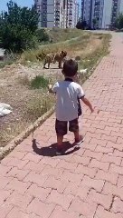 İyice gözleri döndü! Cani anne, çocuğunu başıboş köpeğin yanına götürdü sonrası korkunç
