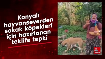 Konyalı hayvanseverden sokak köpekleri için hazırlanan teklife tepki