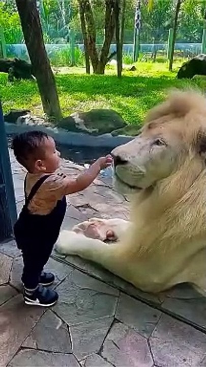 lion vs kid #shorts