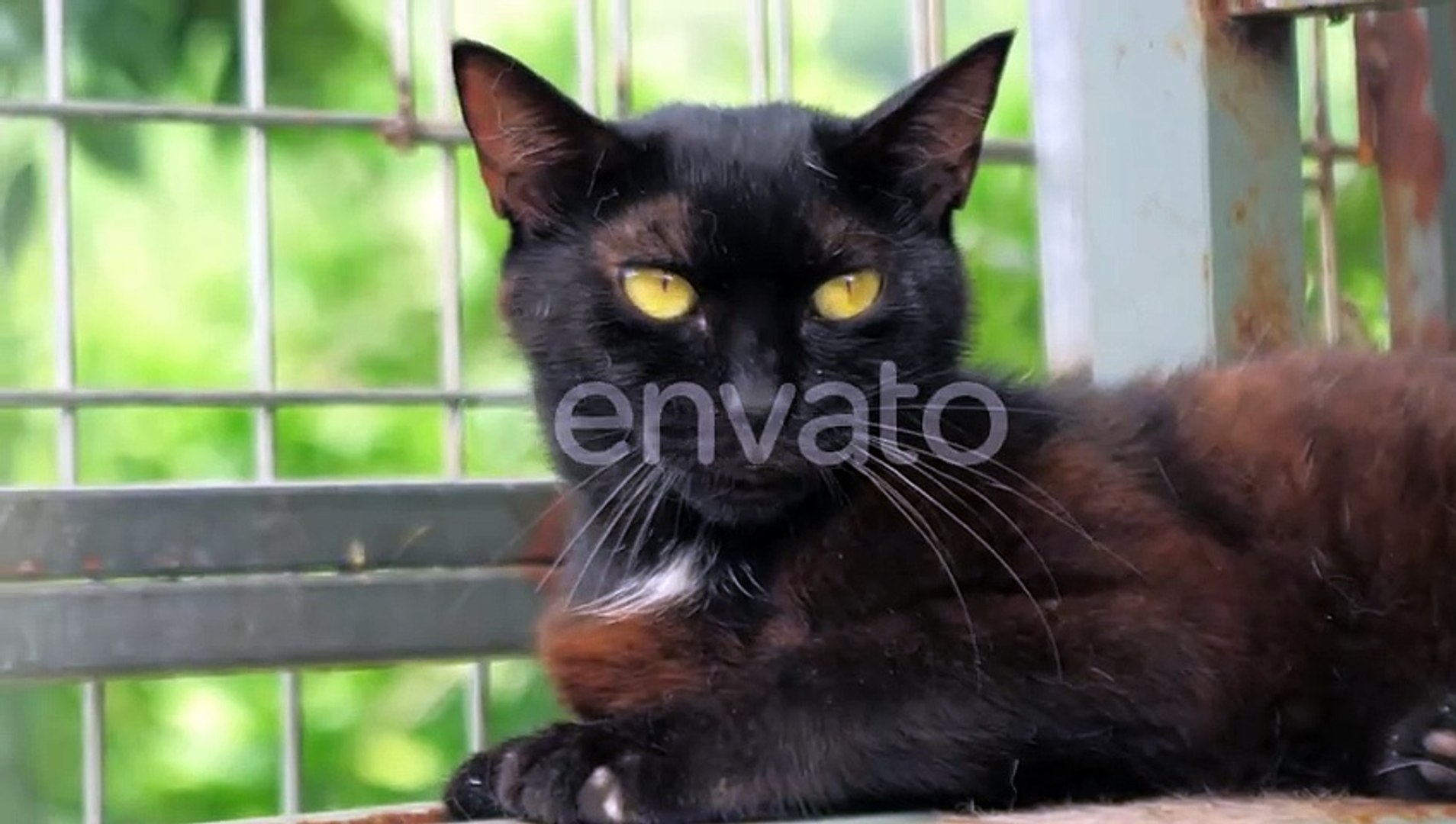 ⁣Cat Pound Closeup Shot of Homeless Stray Cat Living in the Animal Shelter Shelter for Animals