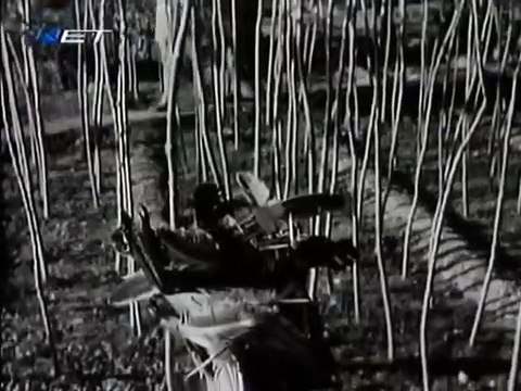 Σουσουράδα (1960)