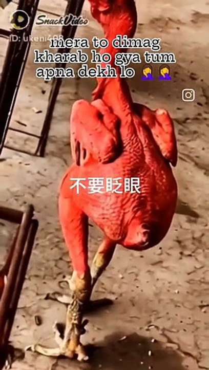 Funny video