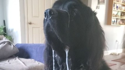 Newfoundland can't stop drooling in excitement for his food