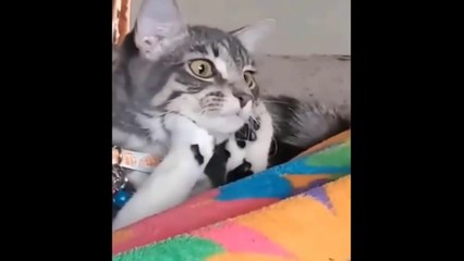 Funny CATS will Cheer you up Funny Cat Videos 720p