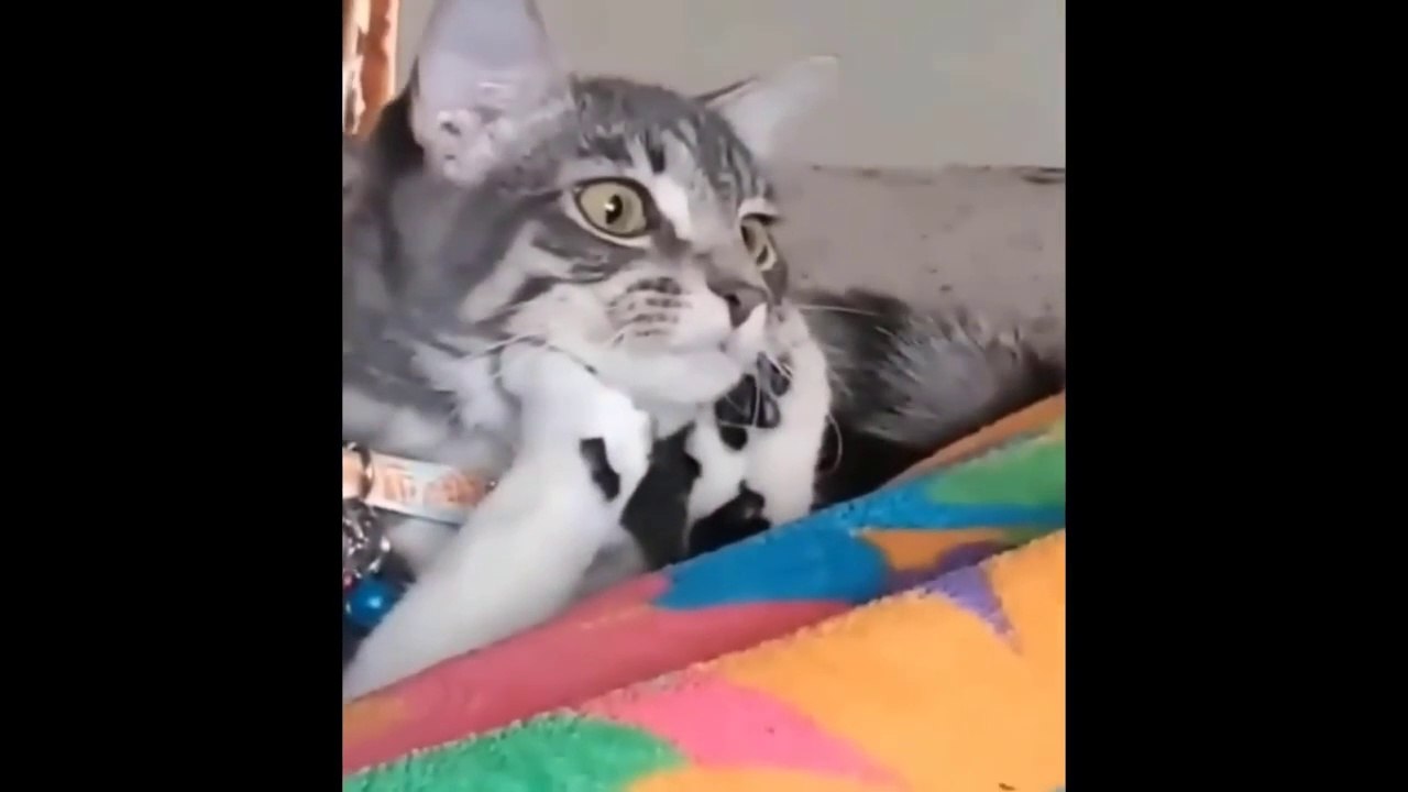 Funny CATS will Cheer you up Funny Cat Videos 720p