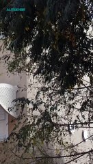 Kamala Harris Calls for Ceasefire and Unity Amid Gaza Conflict