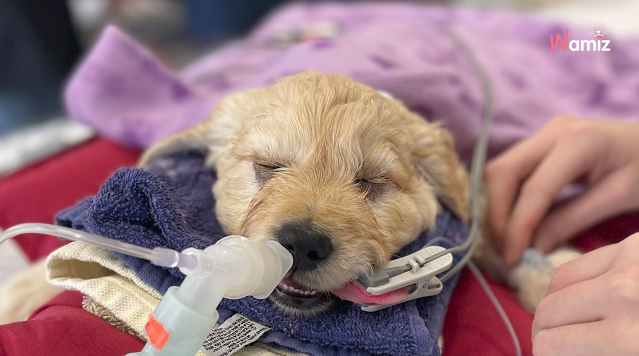 Kleiner Welpe soll eingeschläfert werden: Als der Tierarzt kommt, geht alles ruckzuck