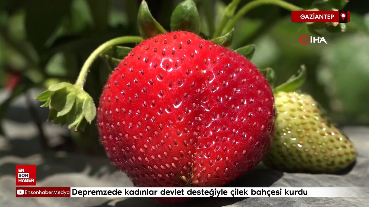 Gaziantep'te depremzede kadınlar devlet desteğiyle çilek bahçesi kurdu