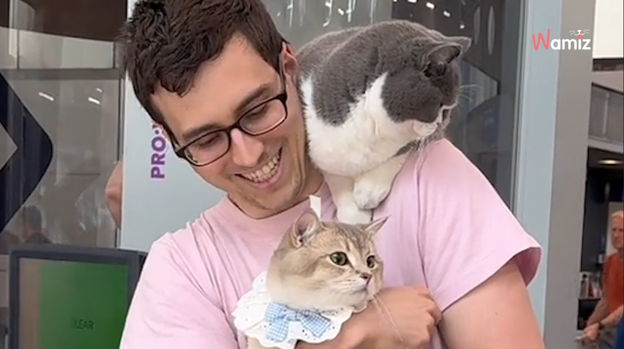 Passagier geht mit Katzen durch Flughafen-Kontrolle: Security reagiert prompt