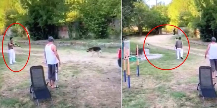 Sokak hayvanları yasa tasarısı komisyondan geçti: Bartın'da bir kişi tüfekle köpekleri vurdu