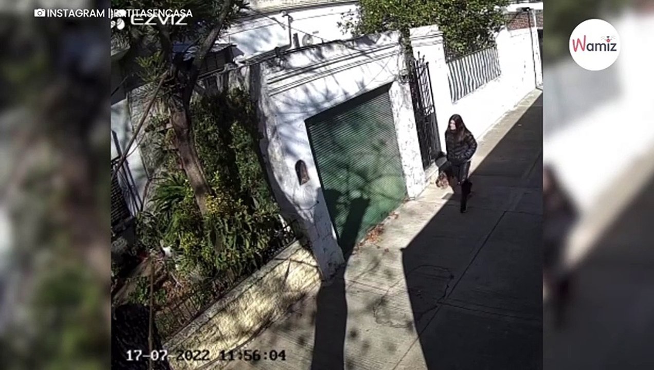 Überwachungsvideo lässt Frauchen von blindem Hund gnadenlos auffliegen!