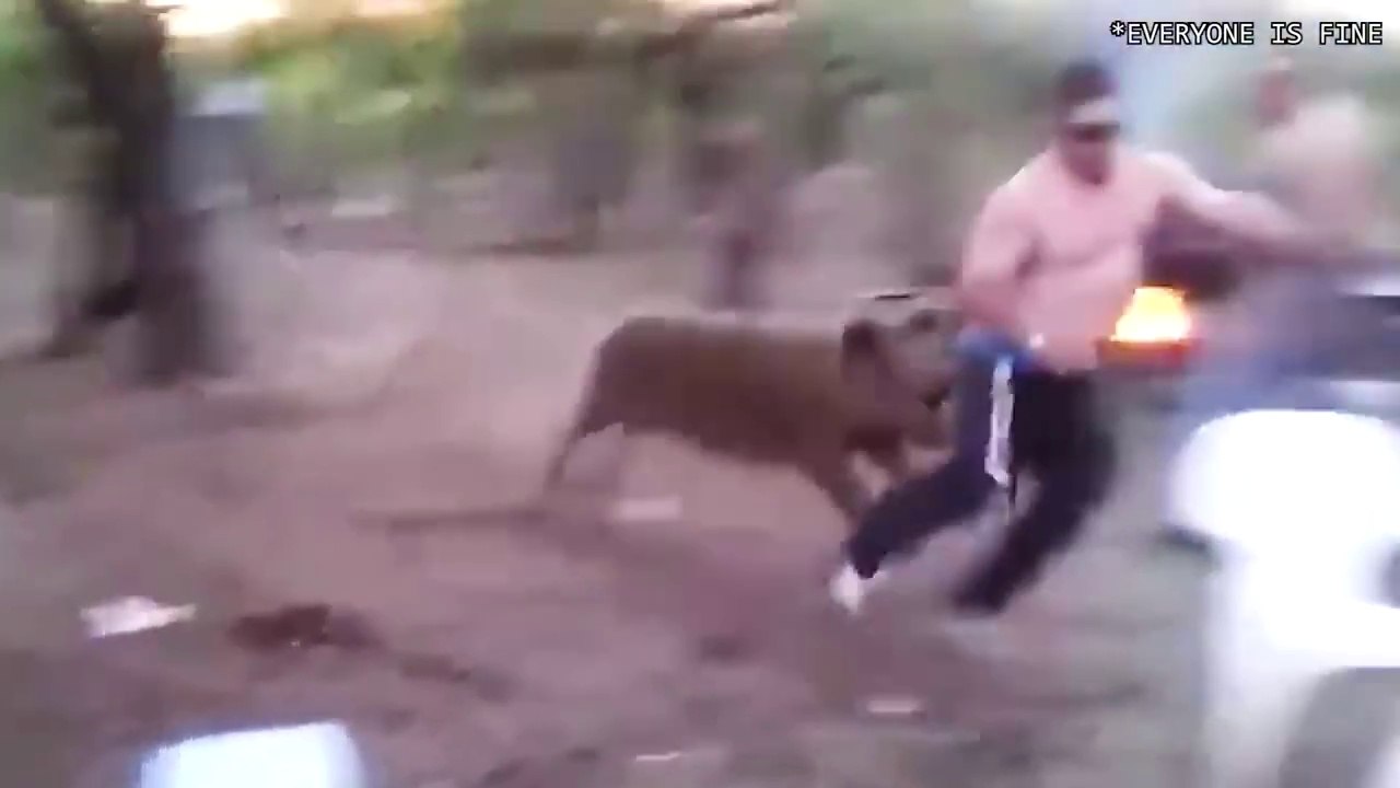When Animals Go On A Rampage And Got Caught On Camera !