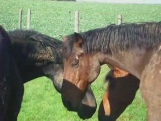 Viidéo de mon club ♥