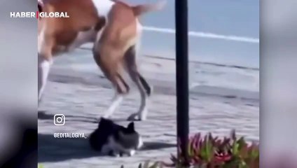 Yaralı kedinin başından ayrılmayıp yardım çağıran köpeğin görüntüleri yürekleri ısıttı